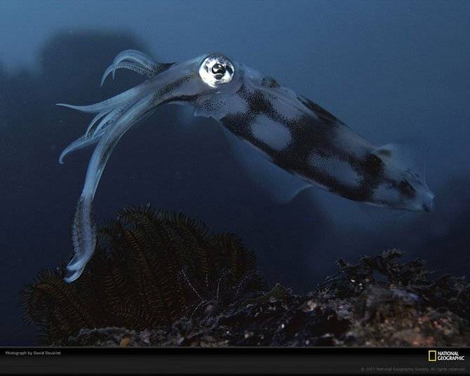 Удивительные жители подводного мира (20 фото)