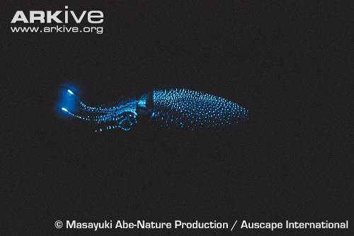 10 удивительных биолюминесцентных животных (10 картинок)