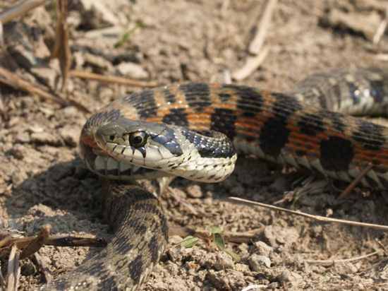 10 самых необычных змей (10 фото)