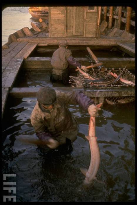 Как добывали черную икру в 1960 году (29 фото)