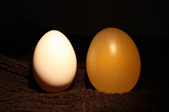 Эксперимент с яйцом и уксусом (12 фото)