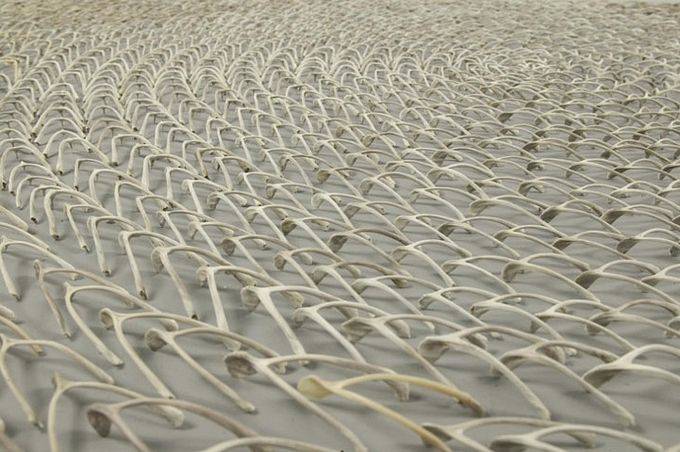 Спиральная инсталляция из 23 000 куриных косточек (6 фото)