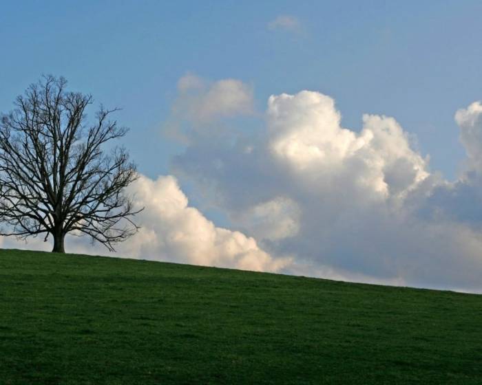 Одинокие деревья на полях (18 фото)