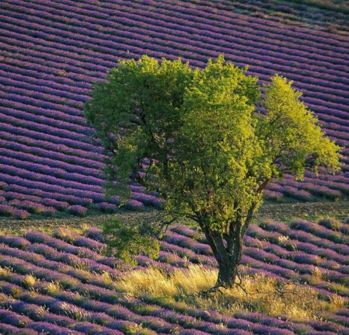 Одинокие деревья на полях (18 фото)