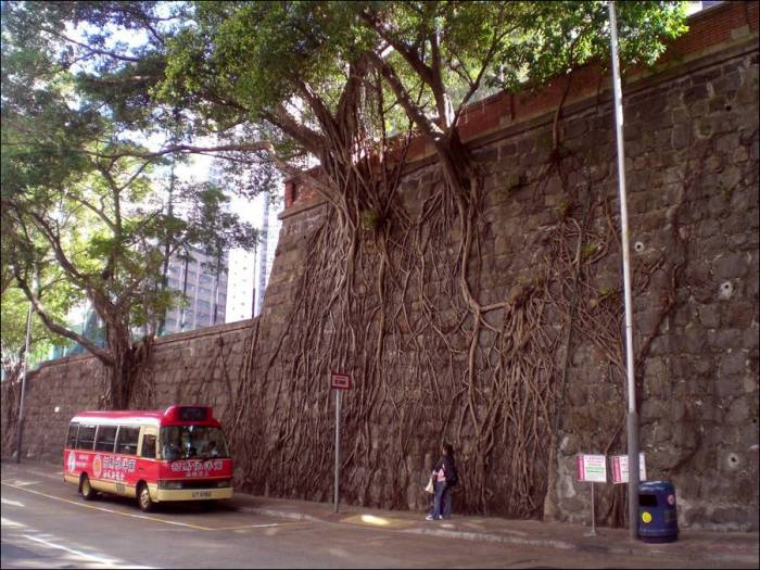 Деревья на стенах (4 фото)