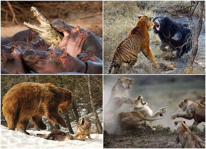 10 самых впечатляющих стычек диких животных (10 фото)