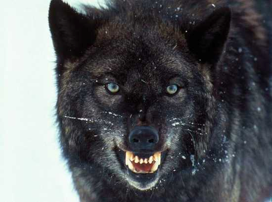 10 малоизвестных фактов про волков (10 фото)