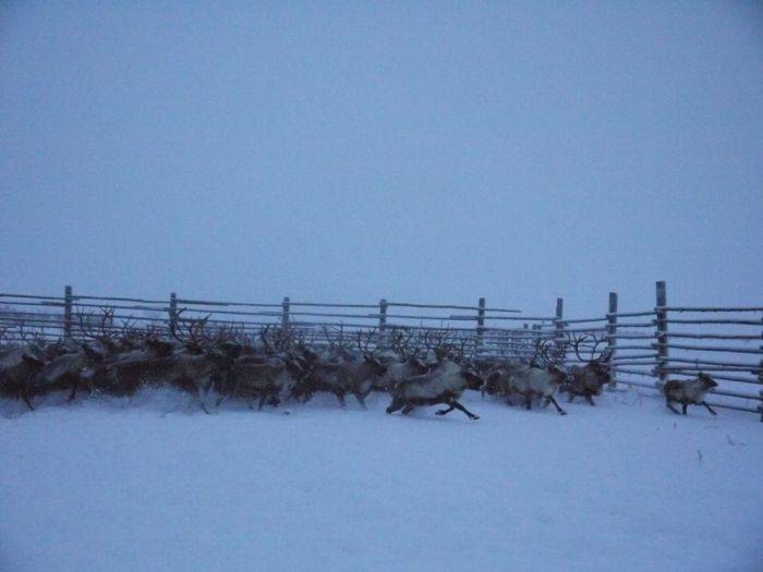 Один день среди пастухов-стадников (87 фото)