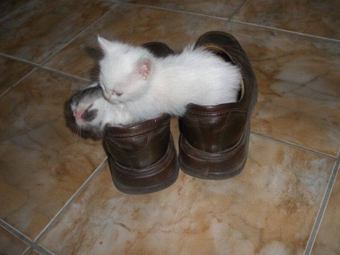 Котята в ботинках (8 фото)
