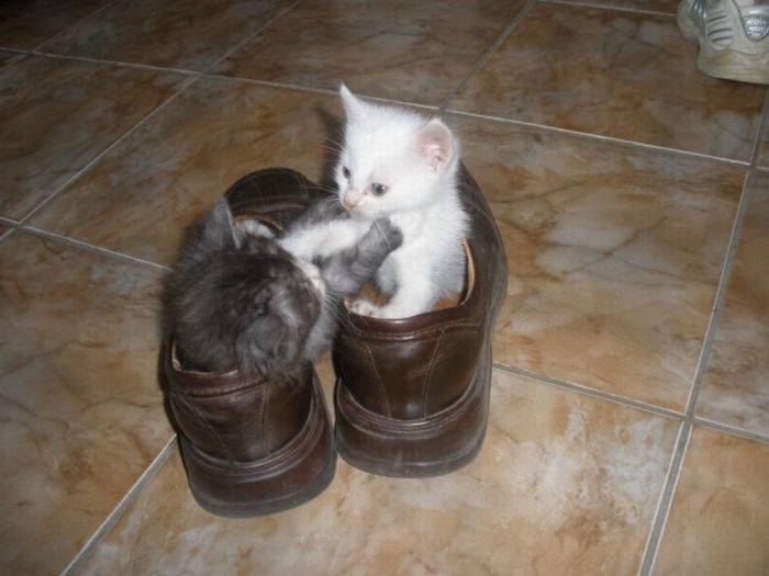 Котята в ботинках (8 фото)
