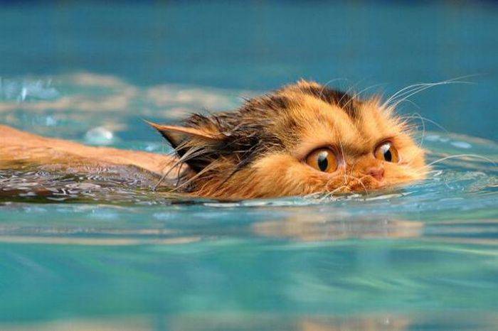 Водоплавающие кошаки (30 фото)