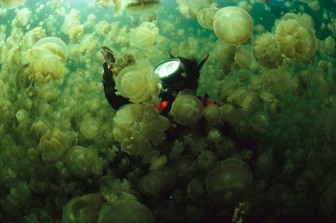 Подводные снимки от Дэвида Дубиле (30 фото)