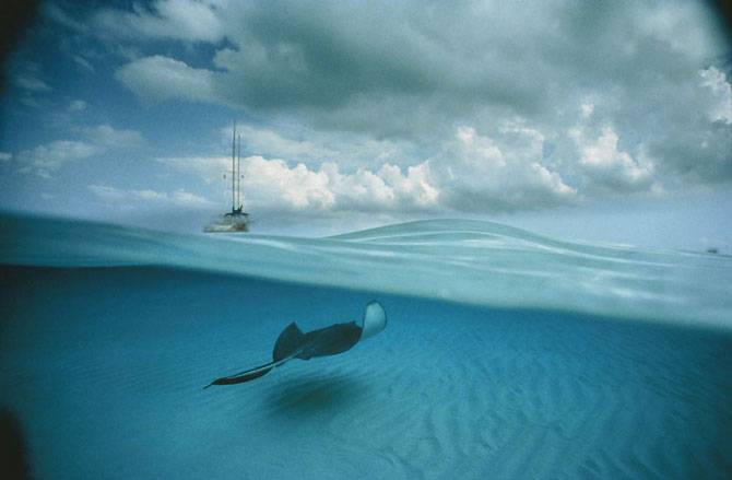 Подводные снимки от Дэвида Дубиле (30 фото)
