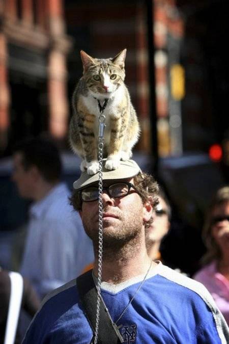Кошки как шляпы (40 фото)
