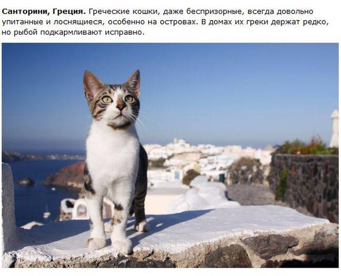 О кошках в разных городах (28 фото)