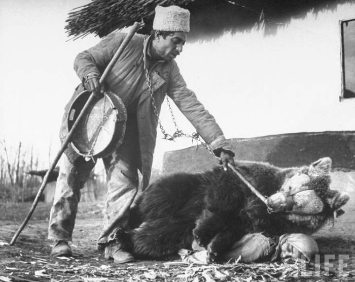 Цыгане используют медведей при ревматизме или любой другой болезни (4 фото)