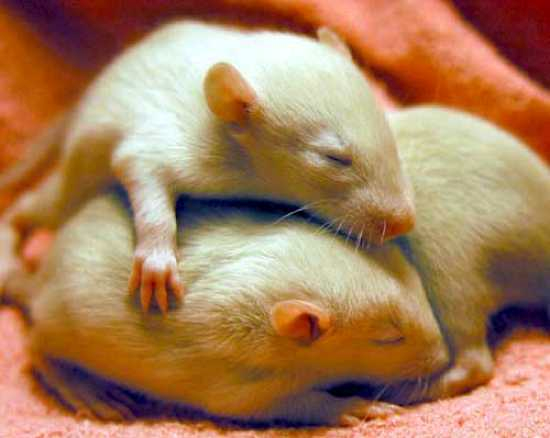 10 интересных фактов про крыс (10 фото)