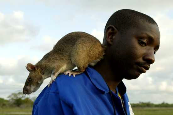 10 интересных фактов про крыс (10 фото)