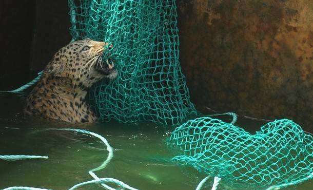 В Индии спасли упавшего в водный бак леопарда (4 фото)