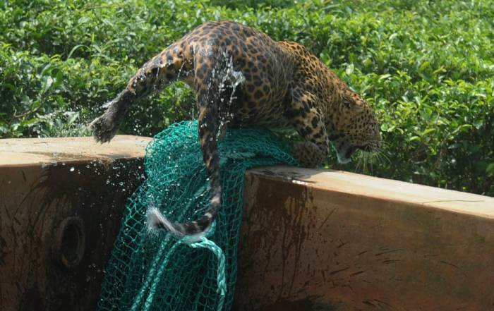 В Индии спасли упавшего в водный бак леопарда (4 фото)