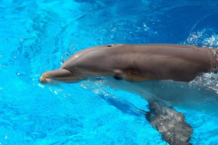Дельфины ) Классные они (22 фото)