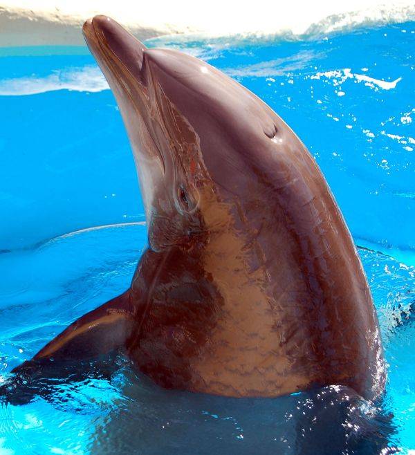 Дельфины ) Классные они (22 фото)