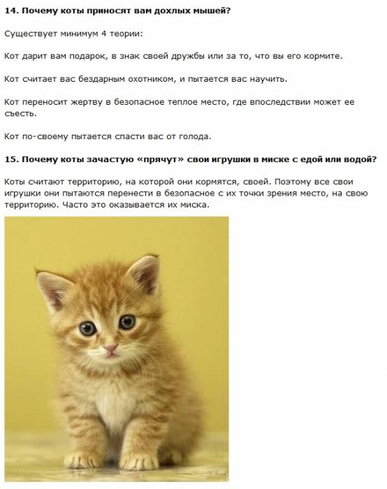 Самые интересные факты о котах (11 фото + текст)