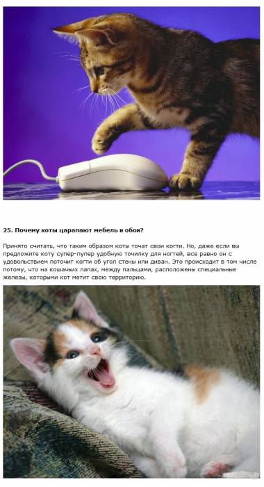 Самые интересные факты о котах (11 фото + текст)