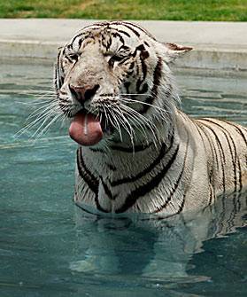 Бенгальский тигр (22 фото)