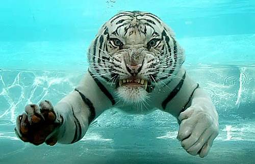 Бенгальский тигр (22 фото)