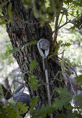 Домик на дереве в Беверли Хилз (7 фото)