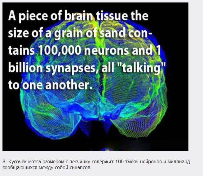 18 познавательных фактов о мозге (18 фото)
