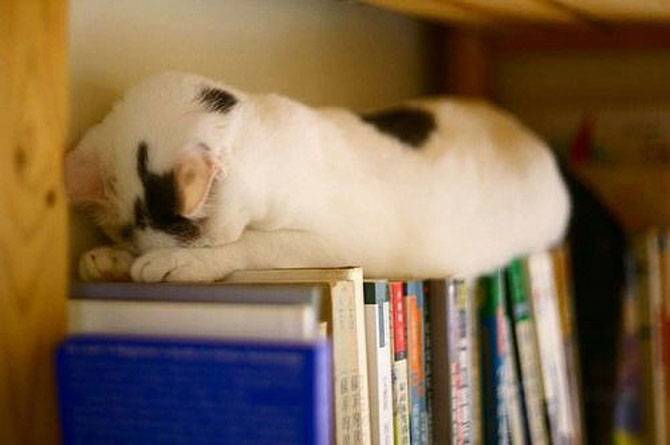 25 смешных кошачьих поз для сна (25 фото)