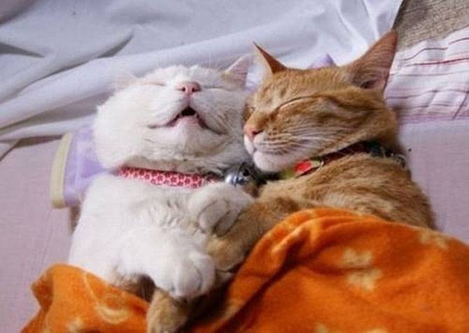 25 смешных кошачьих поз для сна (25 фото)