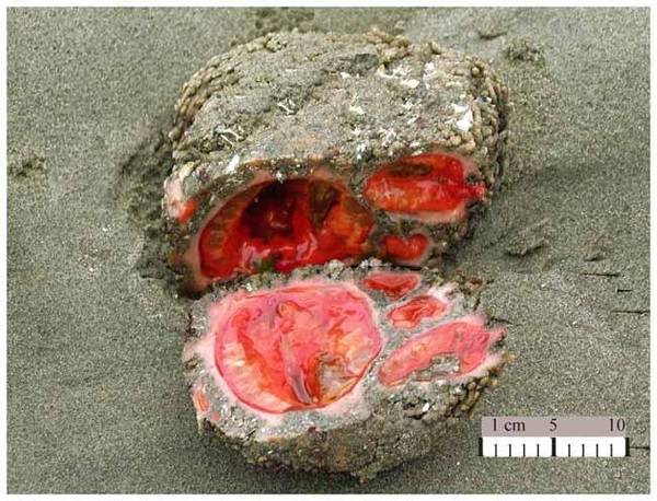 Кровавые камни со дна морского (3 фото)