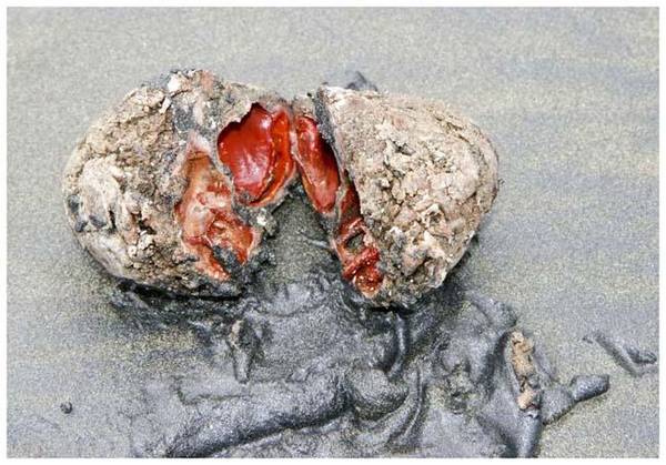 Кровавые камни со дна морского (3 фото)