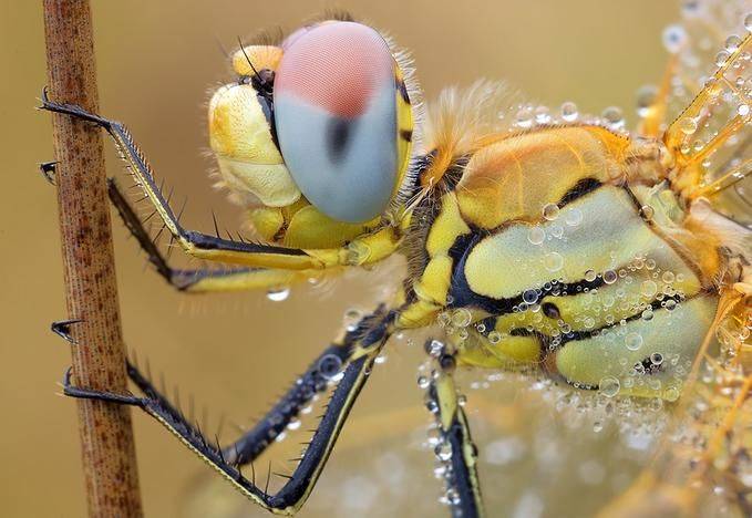 Макрофотографии насекомых Мартина Амма (64 фото)