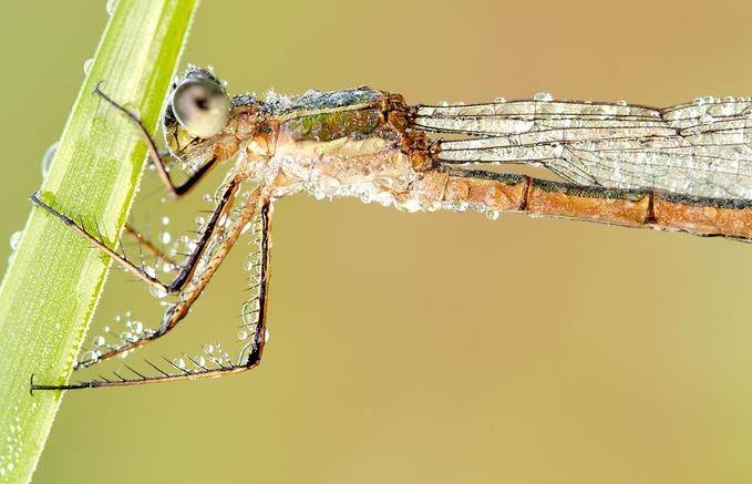 Макрофотографии насекомых Мартина Амма (64 фото)
