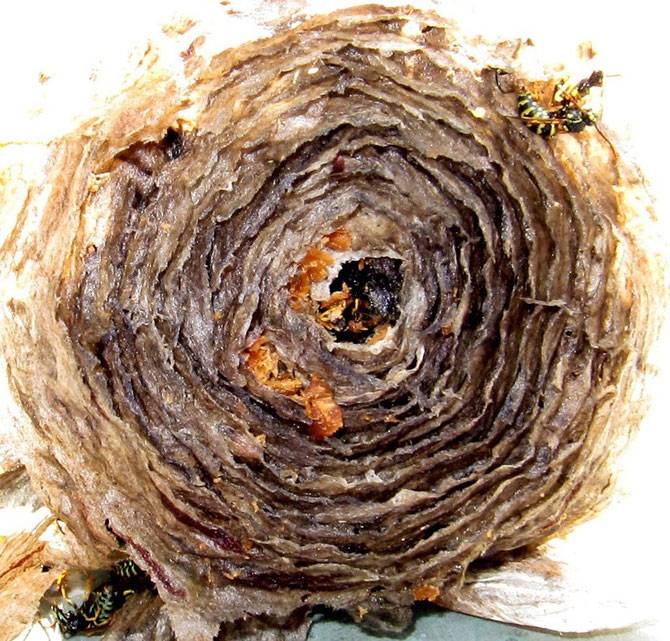 Как избавиться от осиного гнезда (19 фото)