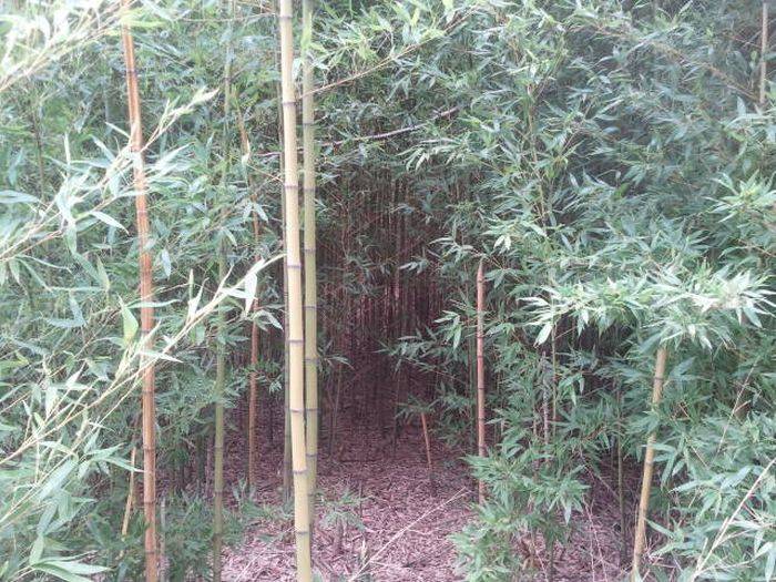 Велик из бамбука своими руками (22 фото)