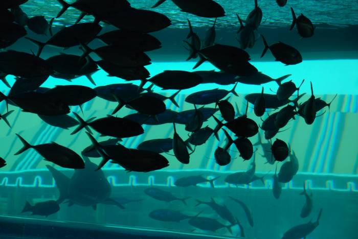Водные горки в бассейне с акулами в отеле Golden Nugget в Las Vegas (16 фото+1 видео)