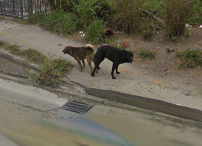     Google Street View (37 )