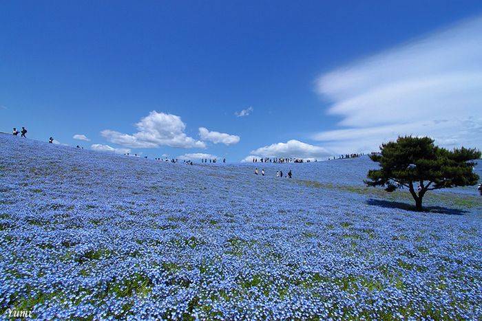    Hitachi Kaihin Park (16 )