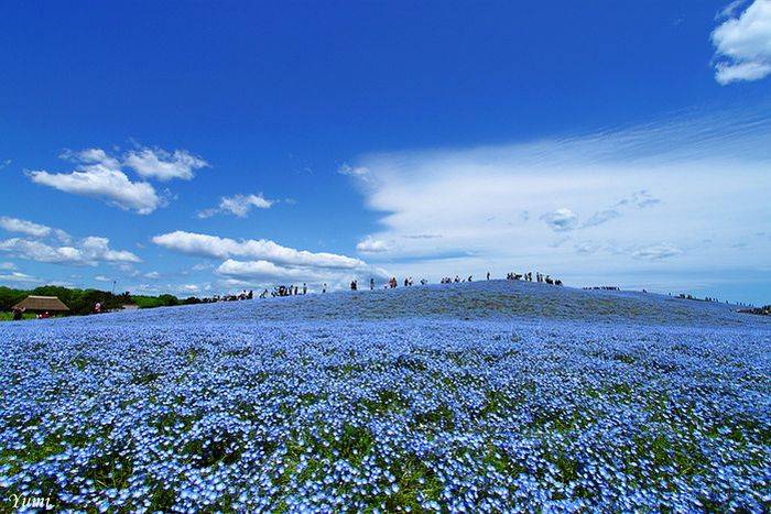    Hitachi Kaihin Park (16 )