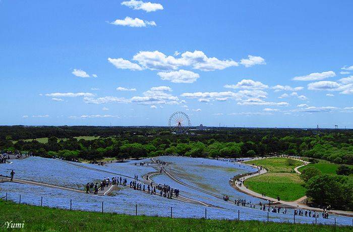    Hitachi Kaihin Park (16 )