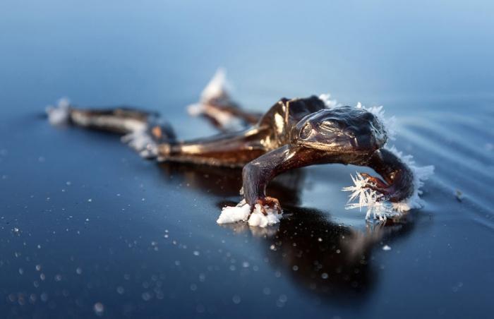  National Geographic Photo Contest 2013 (34 )