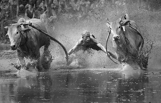   Sony World Photography Awards 2014 (36 )