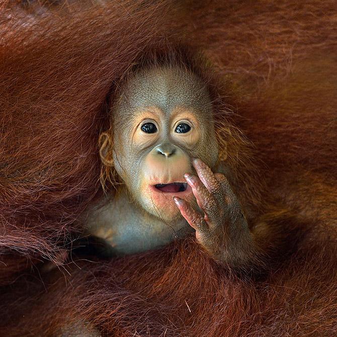   Sony World Photography Awards 2014 (36 )