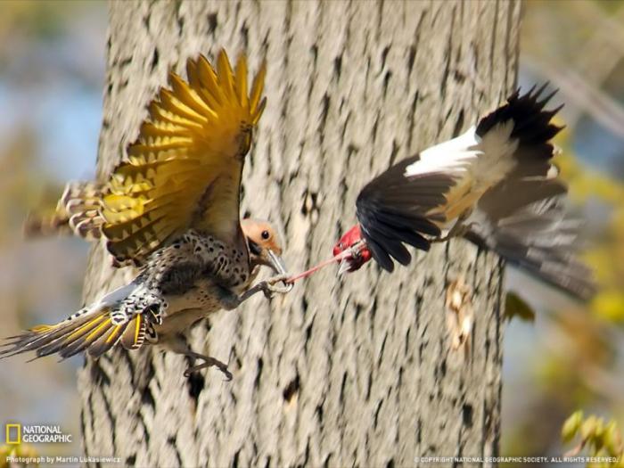   National Geographic (32 ) 