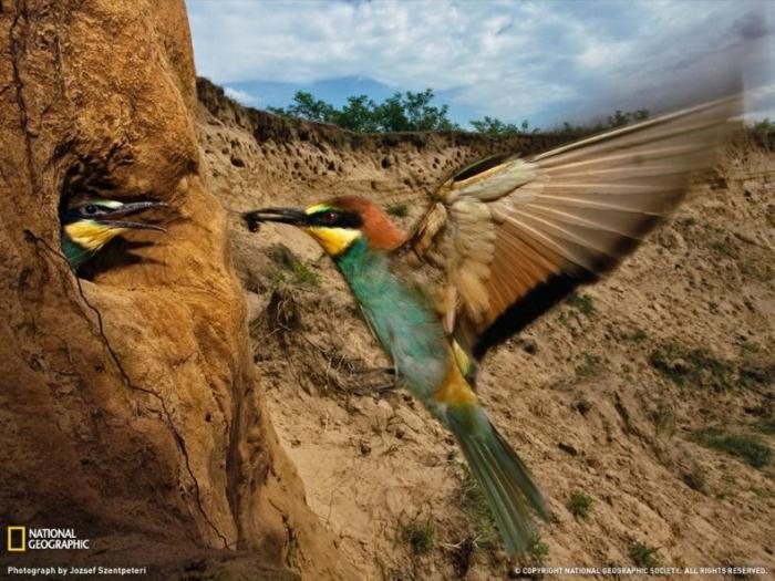   National Geographic (32 ) 